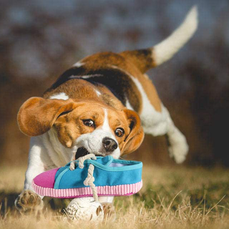 Dog Chew Shoe Toy