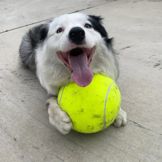 PawPro - Giant Tennis Ball